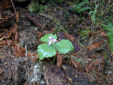 trillium